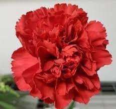 Carnation Red Flower Seeds for Planting - NON GMO Seeds