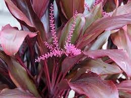 Cordyline Plant Seeds for Planting - 100 pcs