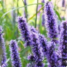 Heirloom Non-GMO Hyssop Flower Seeds for Planting – Aromatic Medicinal for Gardens
