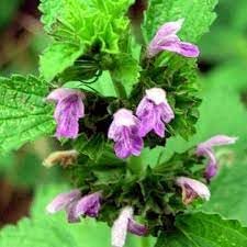 Ballota Nigra Flower Seeds for Planting - 100 pcs