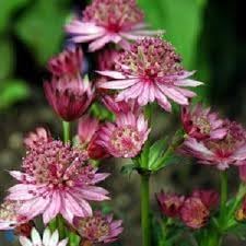Masterwort Flower Seeds for Garden - NON GMO Seeds