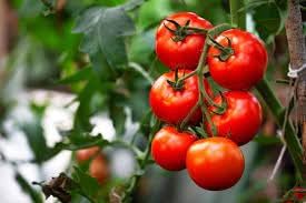 Tomberry Tomato Seeds for Planting - 10 pcs