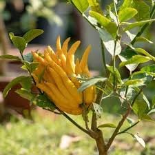 Buddha's Hand Flower Seeds for Planting - NON GMO Seeds