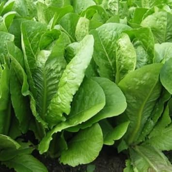 Romaine Vegetable Seeds for Planting - 100 Pcs pcs
