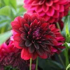 Heirloom Non-GMO Dahlia Flower Seeds ƒ?? Deep Red Blooms for Planting