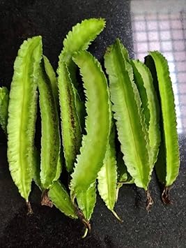 Winged Bean Seeds for Gardening, 100 Pcs pcs
