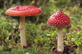 Burgundy Mushroom Seeds for Planting - 100 Pcs pcs