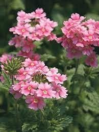 Baby Pink Verbena Flower Seeds for Planting – Heirloom, Non-GMO, Organic