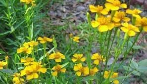 Organic Estragon Flower Seeds for Planting – Heirloom, Non-GMO