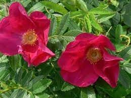 Rosa Rugosa Flower Seeds for Planting, NON GMO Seeds