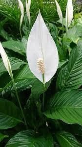 Spathiphyllum Flower Seeds Heirloom Non GMO Planting - 100 pcs for planting in home garden