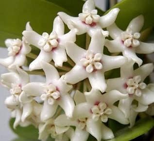 White Hoya Seeds for Planting ƒ?? Organic, Heirloom, Non-GMO Flower Seeds