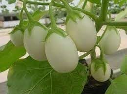 Berenjena Blanca Seeds for Planting, heirloom & Non-GMO Seeds