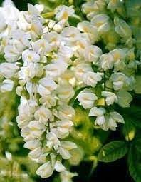 Pagoda Flower Seeds for Planting - 100 pcs