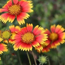 Blanket Flower Wildflower Seeds for Planting -NON GMO Seeds