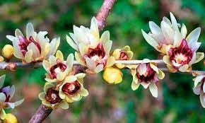 Chimonanthus Praecox Flower Seeds Heirloom Non GMO Planting - 100 pcs