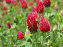 Manure Flower Seeds for Planting - 100 pcs