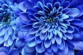 Dahlia Sky Blue Flower Seeds for Planting - NON GMO Seeds