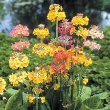 Heirloom Non-GMO Primula Candelabra Flower Seeds for Planting – Colorful Moisture-Loving Perennial Garden Blooms