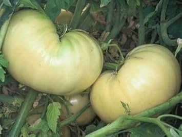 White Tomato Fruit Seeds - Unique and Tasty for Your Garden Variety 100 Pcs pcs