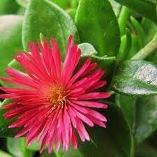 Rose Aptenia Plant Seeds for Planting Non-GMO Heirloom Garden Seeds for Growing Beautiful Flowers