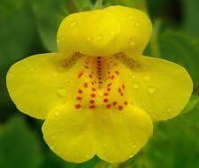 Yellow Mimulus Flower Seeds for Planting 100 pcs