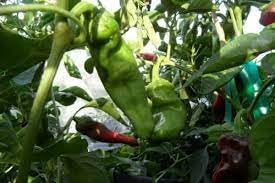 Gernika Pepper Vegetable Seeds for Planting - 100 Pcs pcs