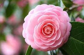 Camellia Pink White Flower Seeds for Planting - NON GMO Seeds