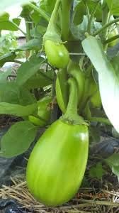 Dark Green Eggplant Seeds for Planting - 100 Pcs pcs