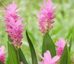 Curcuma Flower Seeds for Planting 100 pcs