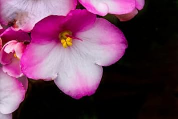 Organic Pink White African Violet Flower Seeds for Planting – Heirloom, Non-GMO