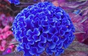 Blue Cockscomb Planting Seeds - Non-GMO, Heirloom Flower