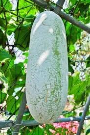 Winter Melon Seeds for Planting - 100 Pcs pcs