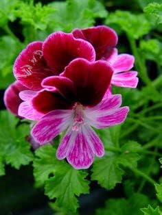 Pink Burgundy Geranium Flower Seeds - 100 Pcs pcs