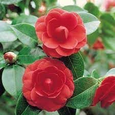 Organic Camellia Japonica Flower Seeds for Planting ƒ?? Heirloom, Non-GMO for planting in your garden.