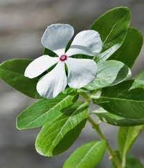 Heirloom Madagascar Flower Seeds for Garden Planting, Non-GMO, Tropical Blooms for Vibrant Landscapes