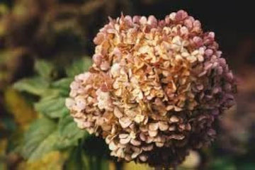 Hydrangea Flower Seeds Brown for Planting, NON GMO Seeds