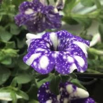 Tacoli Bonsai Petunia Flower Seeds for Planting - Heirloom, NON-GMO Seeds - Easy to Grow Blooms