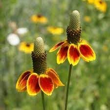 Mexican Hat Wildflower Seeds for Planting - NON GMO Seeds