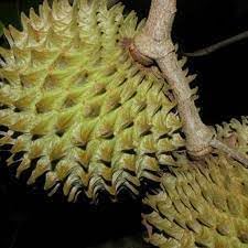 Annona Purpurea Fruit Seed Pack for Exotic Fruit Growth 100 Pcs pcs