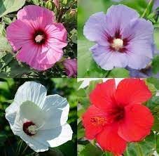 Heirloom Hibiscus Flower Seeds – Non-GMO Tropical Flower Seeds for Planting - Hibiscus for planting in home garden