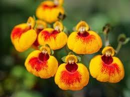 Yellow & Red Calceolaria Uniflora Flower Seeds for Planting - NON GMO Seeds