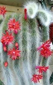 Organic Hildewintera Colademononis Flower Seeds for Planting – Heirloom, Non-GMO