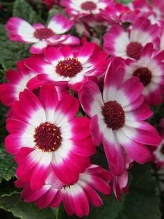 Heirloom Pink White Cineraria Flower Seeds for Planting, Non-GMO