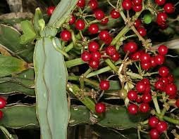 10pcs Cissus Fruit Seeds - Hardy Vining Plant for Growing Tropical Fruits 100 Pcs pcs