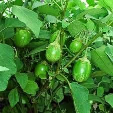 Eggplant Seeds for Planting, Green Mix, 100 Pcs pcs