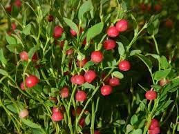 Physalis Alkekengi Seeds for Unique Decorative and Edible Plants 100 Pcs pcs