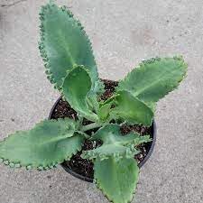 Organic Kalanchoe Plant Seeds for Planting – Heirloom, Non-GMO