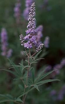 Purple Angus Castus Flower Seeds for Planting - 100 pcs