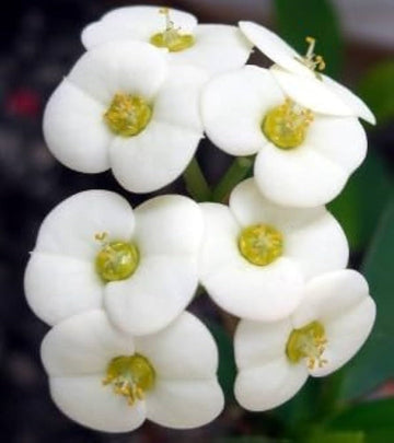 Heirloom White Euphorbia Milii Flower Seeds for Planting, Non-GMO